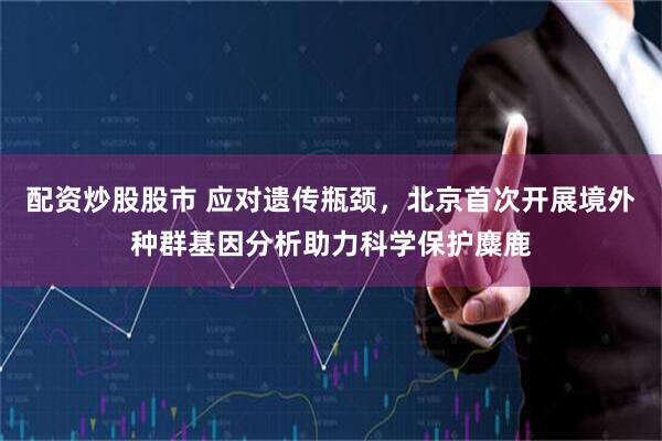 配资炒股股市 应对遗传瓶颈，北京首次开展境外种群基因分析助力科学保护麋鹿
